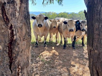 Speckle Park F1S Terminal