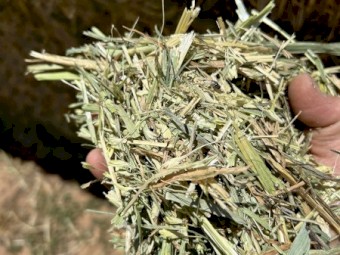  Wheaten Hay 700kg 8x4x3 Bales