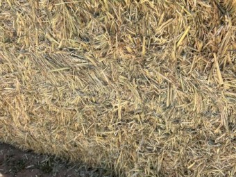  Wheaten Hay 700kg 8x4x3 Bales