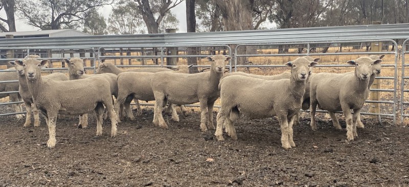 10 x 2024 drop Southdown Rams, 14 mths old