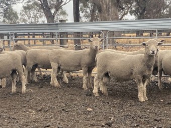10 x 2024 drop Southdown Rams, 14 mths old