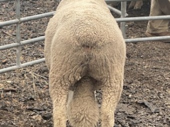 Composite ram, 18 months old