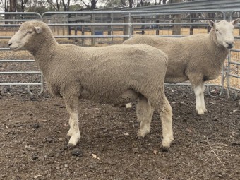 Composite ram, 18 months old