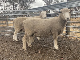 Composite ram, 18 months old