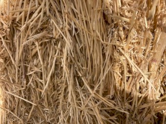 30mt Canola Hay 500kg 8x4x4 Bales