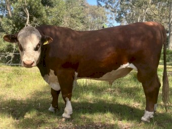 Poll Hereford Bulls