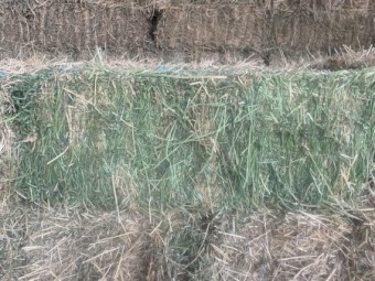 4000 x Lucerne Small Squares