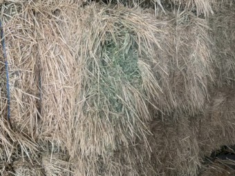115mt Lucerne/Rye Hay 700kg 8x4x3 Bales