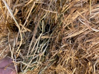 Rye/Wheaten Hay 5x4 Rolls