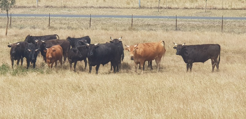 Full blood Wagyu Steers (Price is per Kg)
