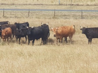 Full blood Wagyu Steers (Price is per Kg)