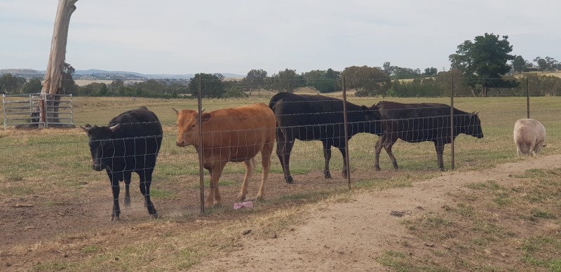 Full Blood Wagyu heifers ( Price is per Kg)