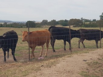 Full Blood Wagyu heifers ( Price is per Kg)