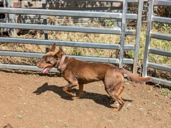 Red and Tan Female Kelpie