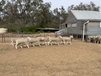 Border Leicester Rams 