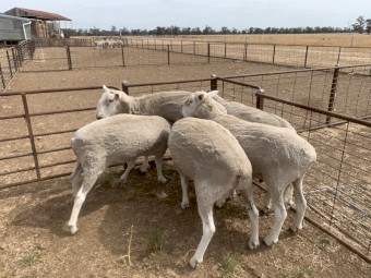 Border Leicester Rams 