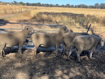 Southdown - White Suffolk Cross Rams