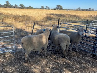 Southdown - White Suffolk Cross Rams