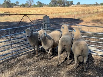 Southdown - White Suffolk Cross Rams