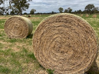 Pasture Hay 5x4 Rolls