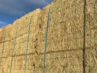 Wheaten Hay 610kg 8x4x3 Bales