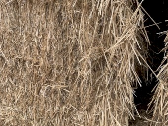 Irrigated Wheaten Header Tailings