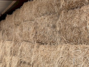 Irrigated Wheaten Header Tailings