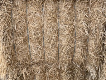 Irrigated Wheaten Header Tailings