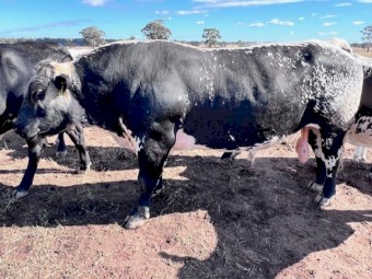 BULL. SPECKLE PARK STUD 