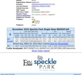 BULL. SPECKLE PARK STUD 