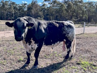 BULL. SPECKLE PARK STUD 