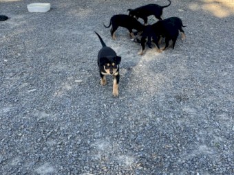 Kelpie pups, black and tan 4 females