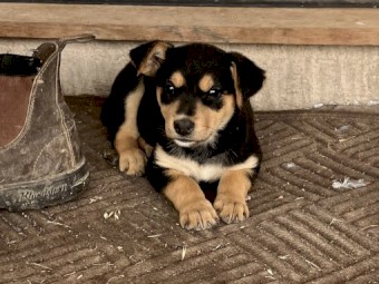 Kelpie pups, black and tan 4 females