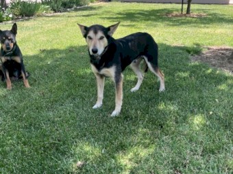 Kelpie pups, black and tan 4 females