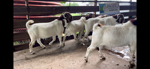 BOER GOAT BUCKS 