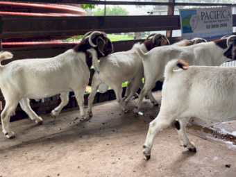 BOER GOAT BUCKS 