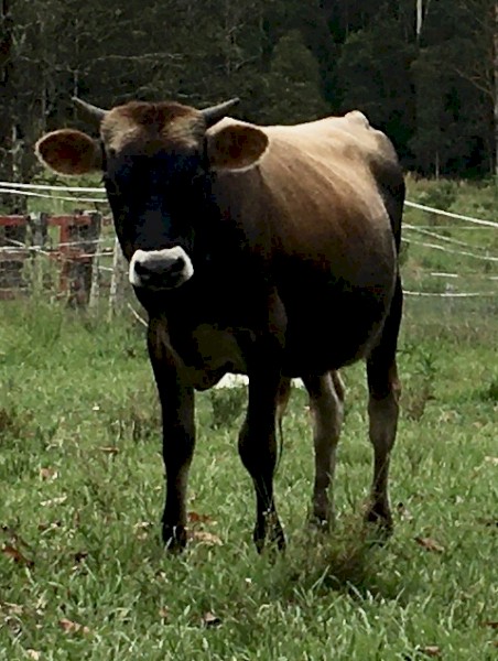 Pure Bred Jersey Bull