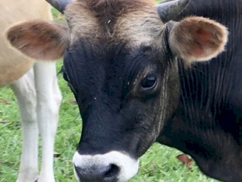 Pure Bred Jersey Bull