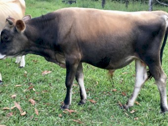 Pure Bred Jersey Bull