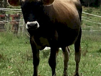 Pure Bred Jersey Bull