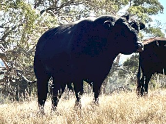 Bull of sale