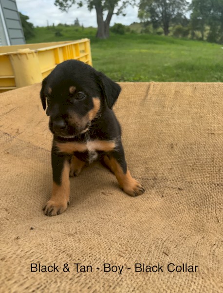 Kelpie x Wire Haired Smithfield Pups