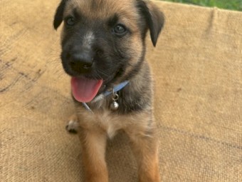 Kelpie x Wire Haired Smithfield Pups