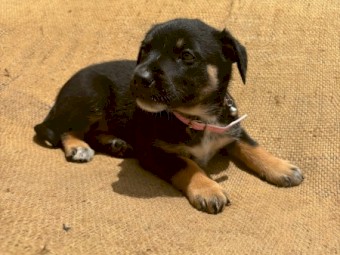 Kelpie x Wire Haired Smithfield Pups