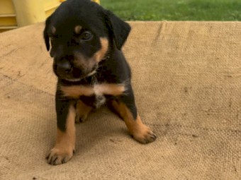 Kelpie x Wire Haired Smithfield Pups