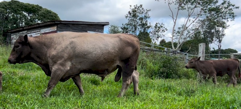 4 year old Murray Grey Bull