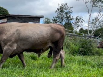 4 year old Murray Grey Bull