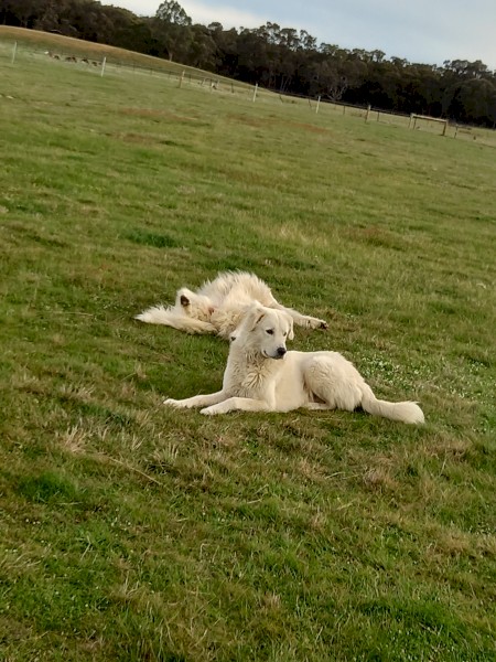 2 1/2 year old Male Maremma
