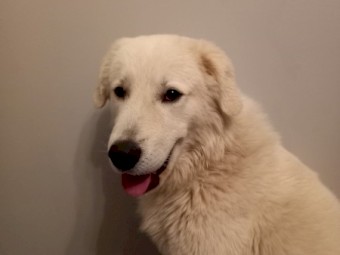 2 1/2 year old Male Maremma