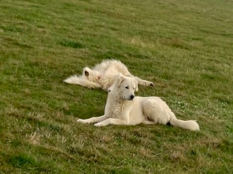 2 1/2 year old Male Maremma